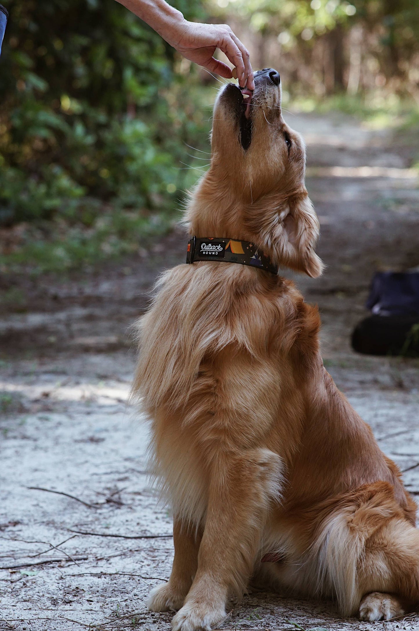 Enchanted Forest Dog Collar : Medium