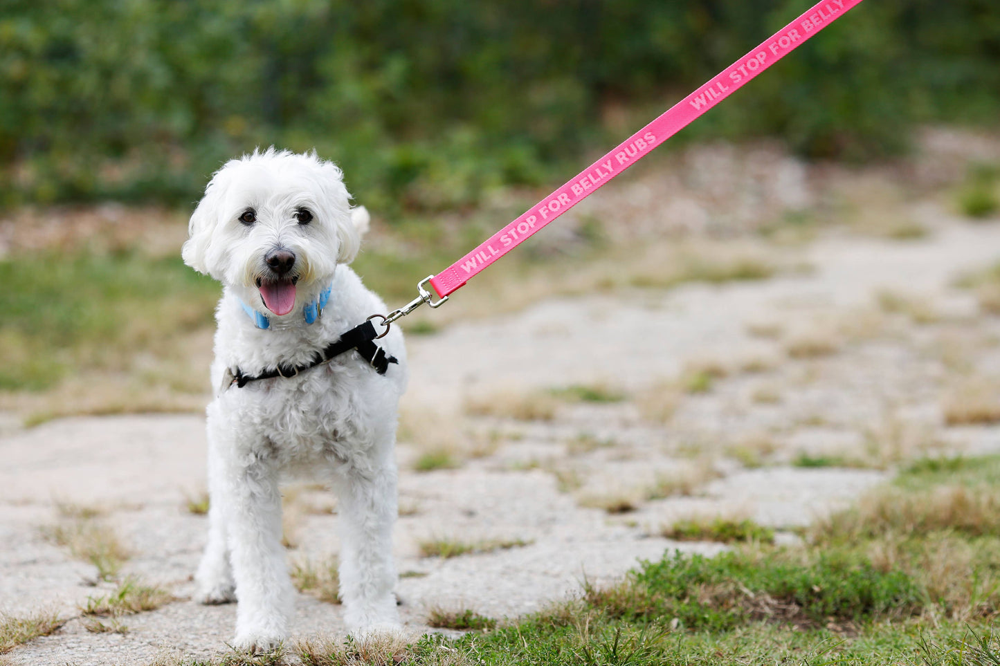 Belly Rubs - Dog Leash