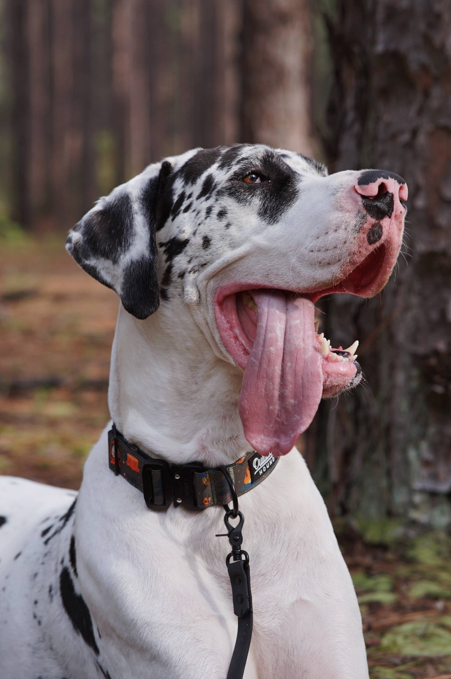 Enchanted Forest Dog Collar : Medium