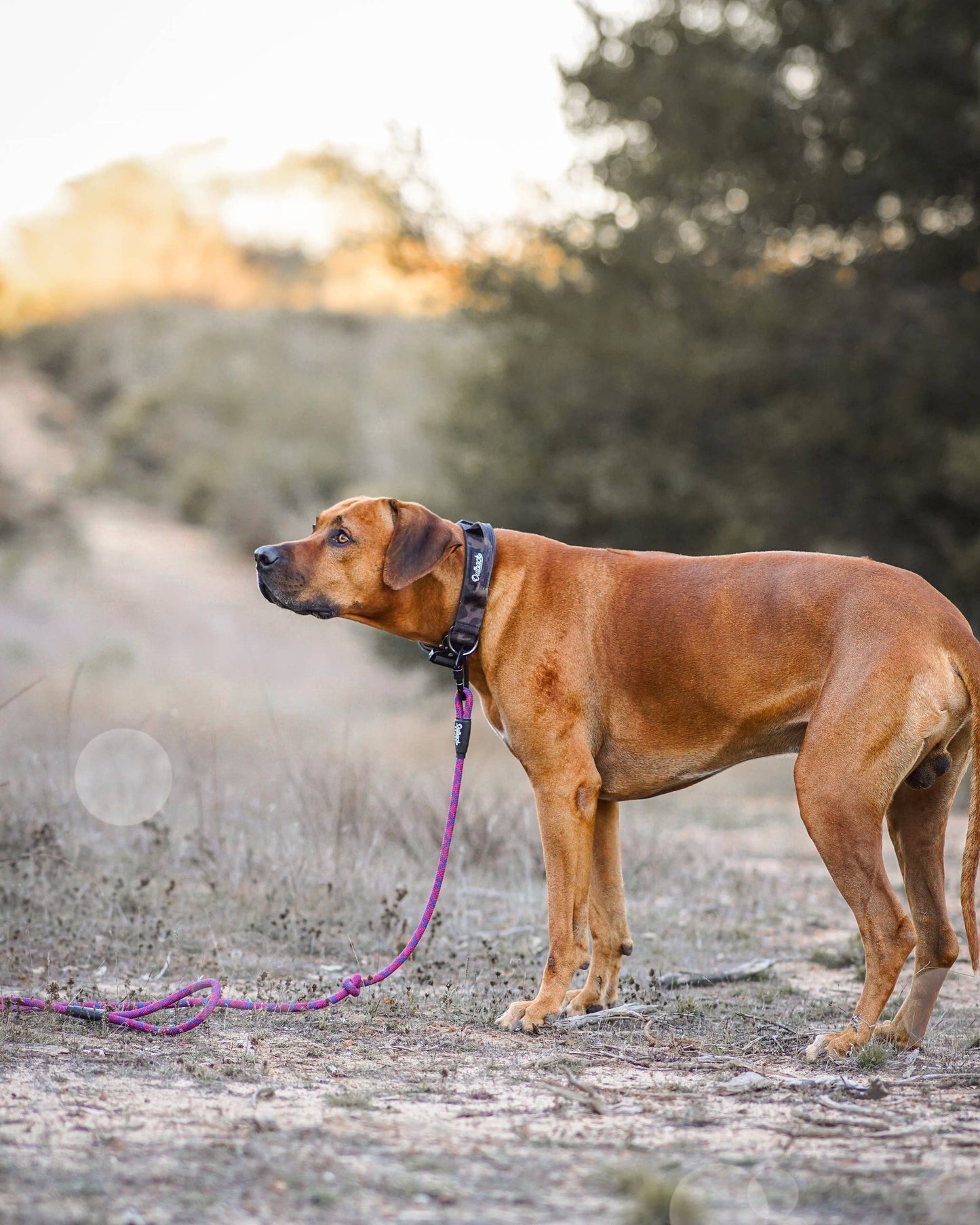 Camo Dog Collar: Medium
