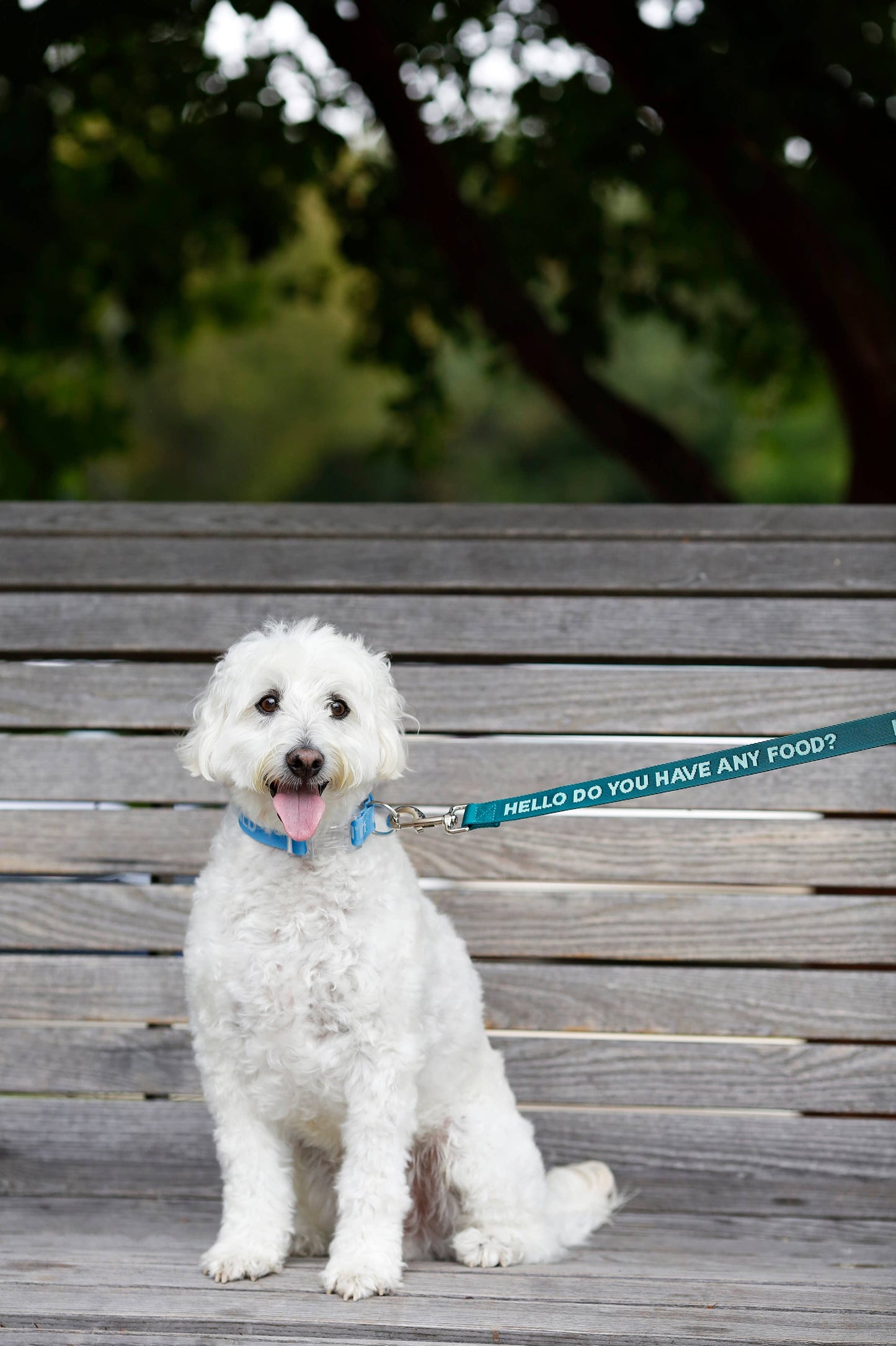 Any Food - Dog Leash