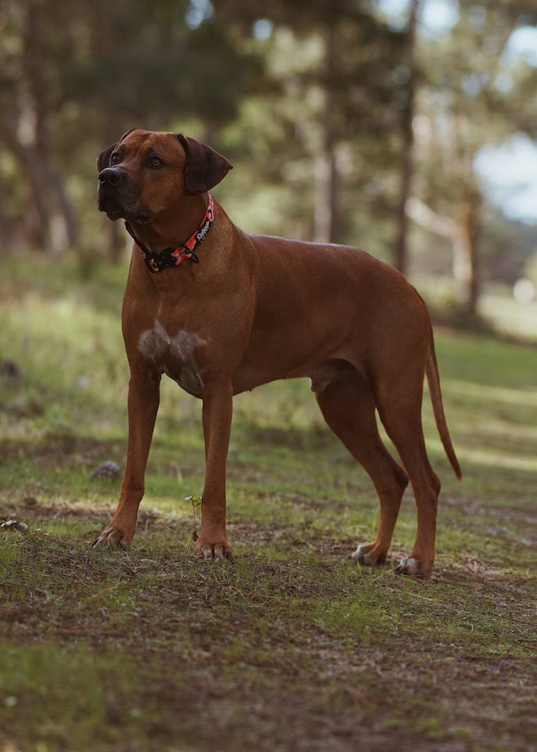 Aztec Dog Collar: Extra Large
